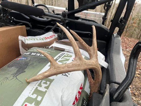 Whitetail Deer Shed Hunting and Scouting: Tips and Tricks for Finding Hidden Treasures