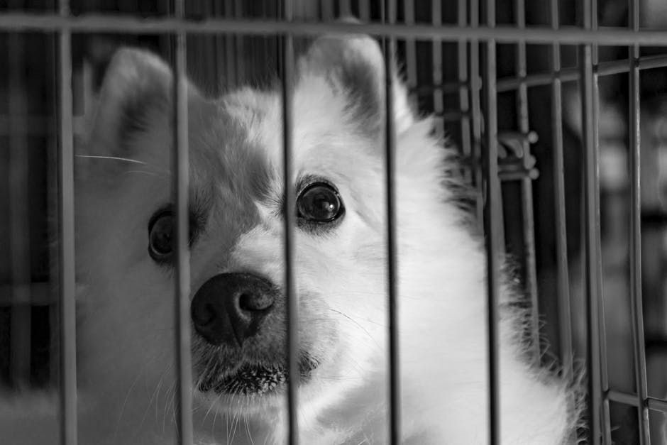 Tips to Select the Best Dog Crate Size 