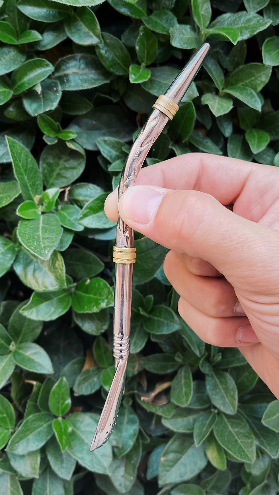 Miniatura: Bombillón Uruguayo