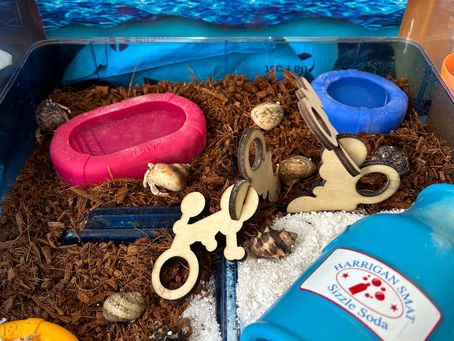 We got Hermit Crabs