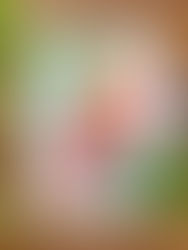 Barn owl at night. 🦉