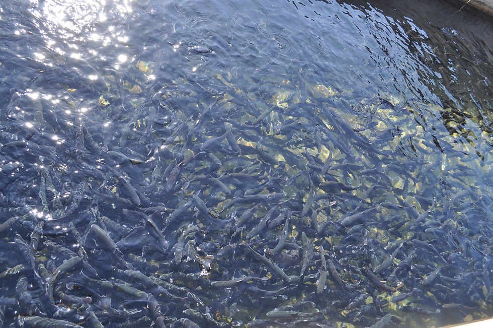 Shepherd of the Hills Fish Hatchery