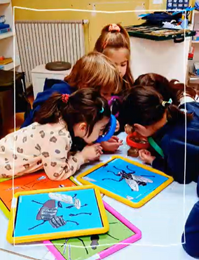 Le Muséum de Bordeaux s'invite en classe de MS-GS ! 