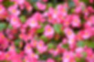 Closeup view of pink Wax Begonia (Fibro