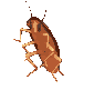roach.gif