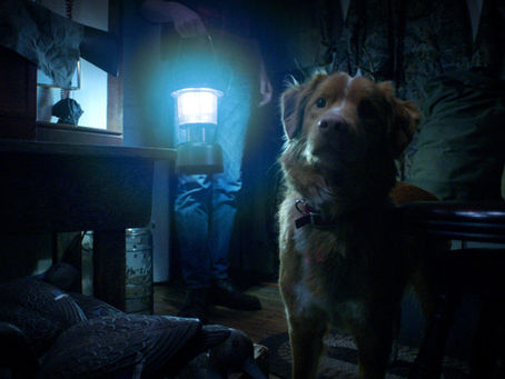 Good boy : l'horreur vue par un chien