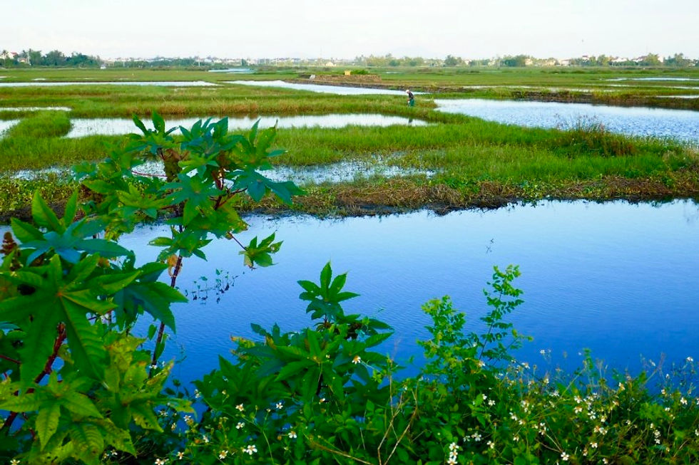 A photograph of rice paddy fields near the Gratitude Vietnam Retreat Venue. Water sits in rectangular pools and is reflecting the early evening light.