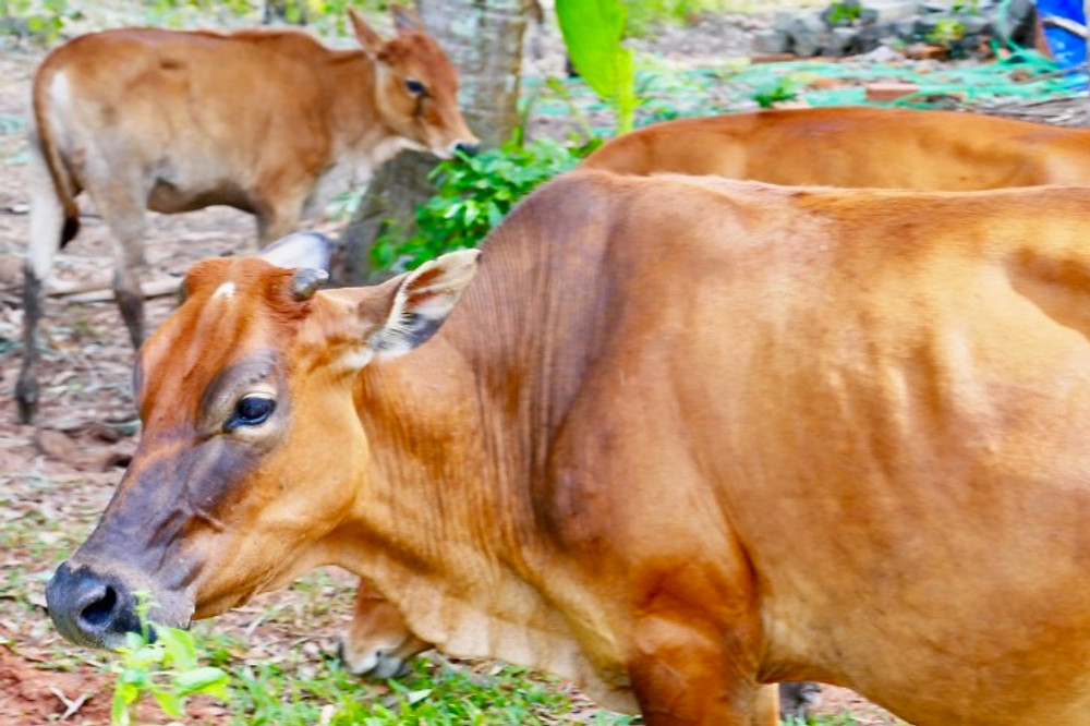 Buffalo graze in Vietnam