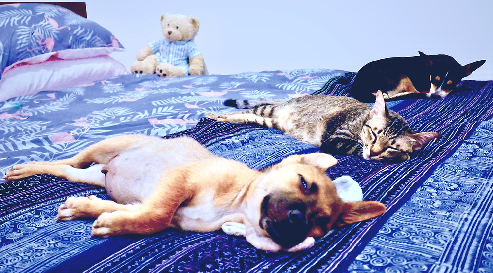 Bobo, Dotty and Poppet make friends!