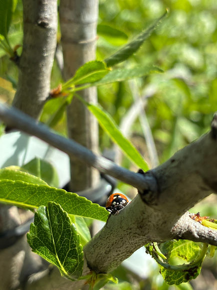 Biodiversität - Förderung der Artenvielfalt