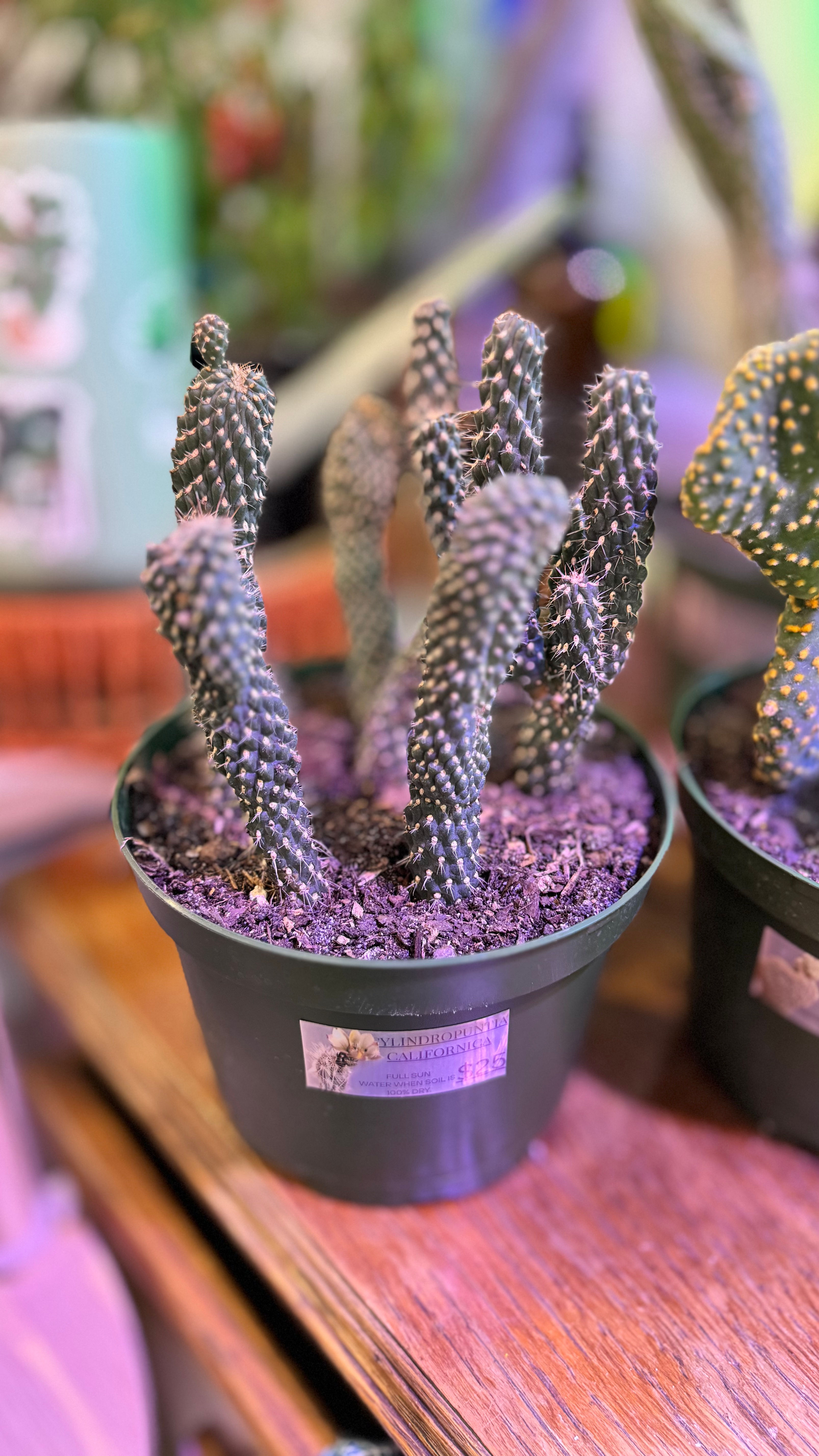 Cylindropuntia Californica (California Cholla)
