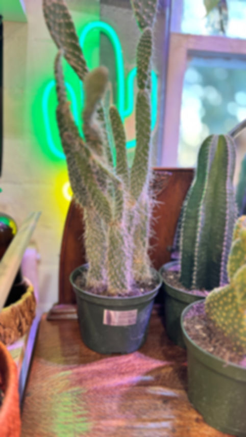 Opuntia Trichophora (Old Man Prickly Pear)
