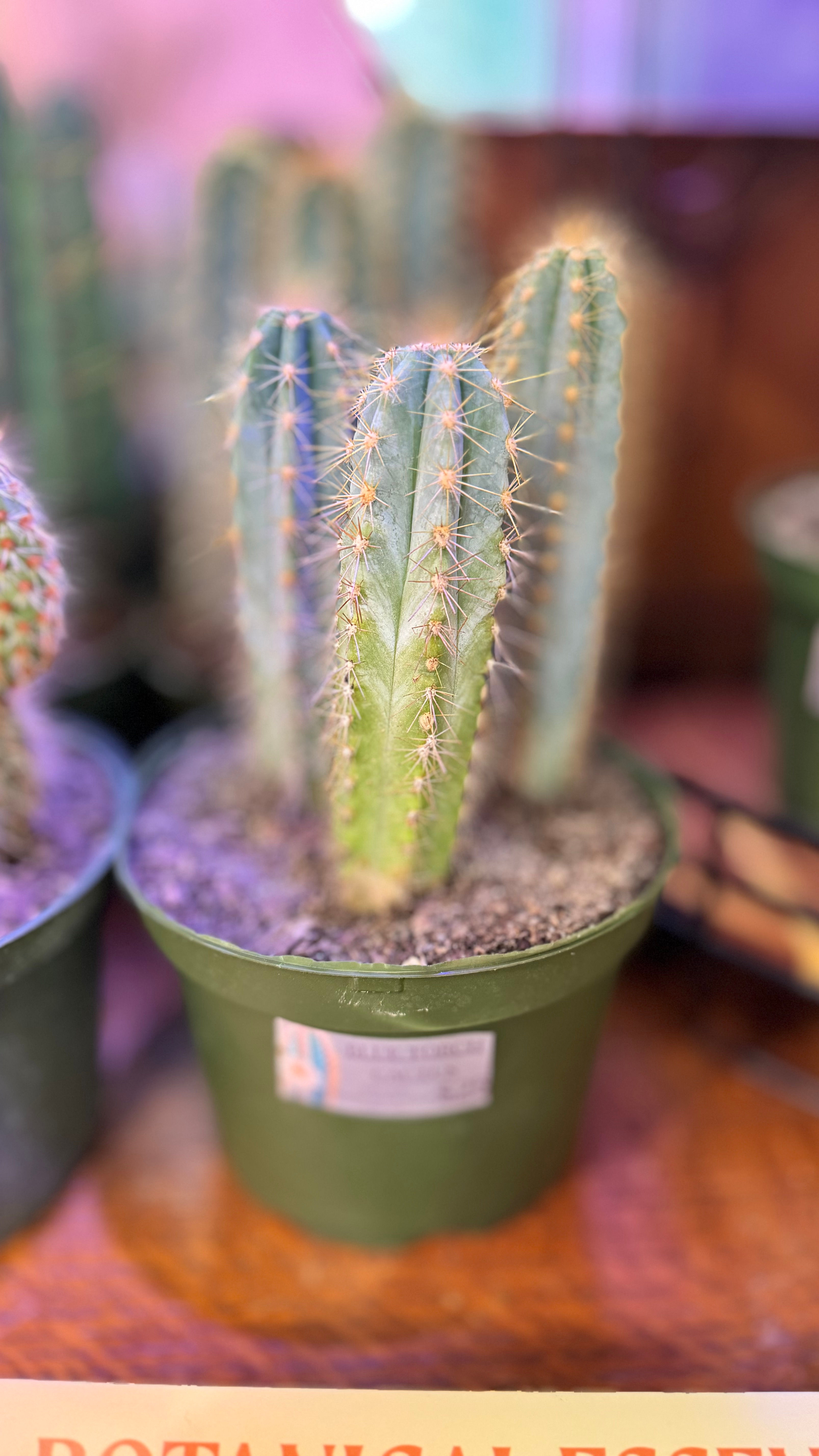 Blue Torch Cacti Pilosocereus Azureus