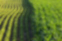 Crop Rotation
