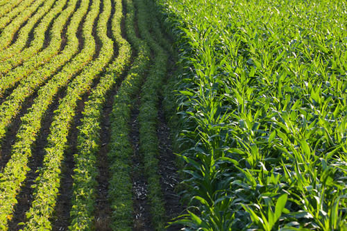 Crop Rotation