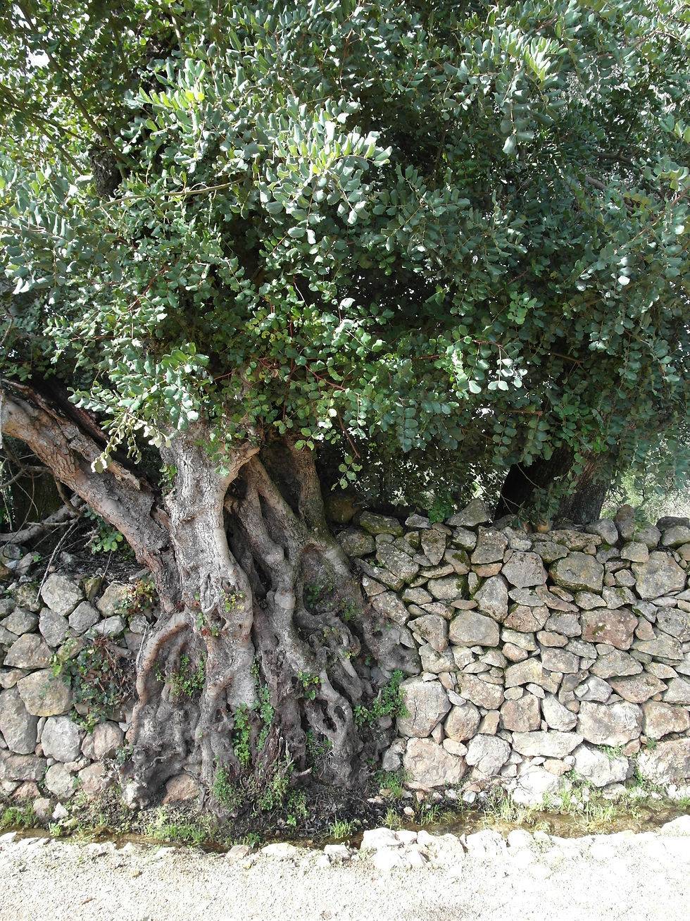 Oude bomen