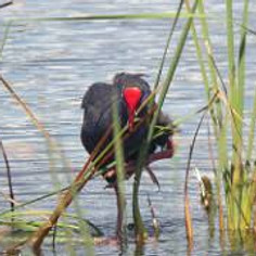 Ria Formosa, overwinteringsplaats voor  vogels