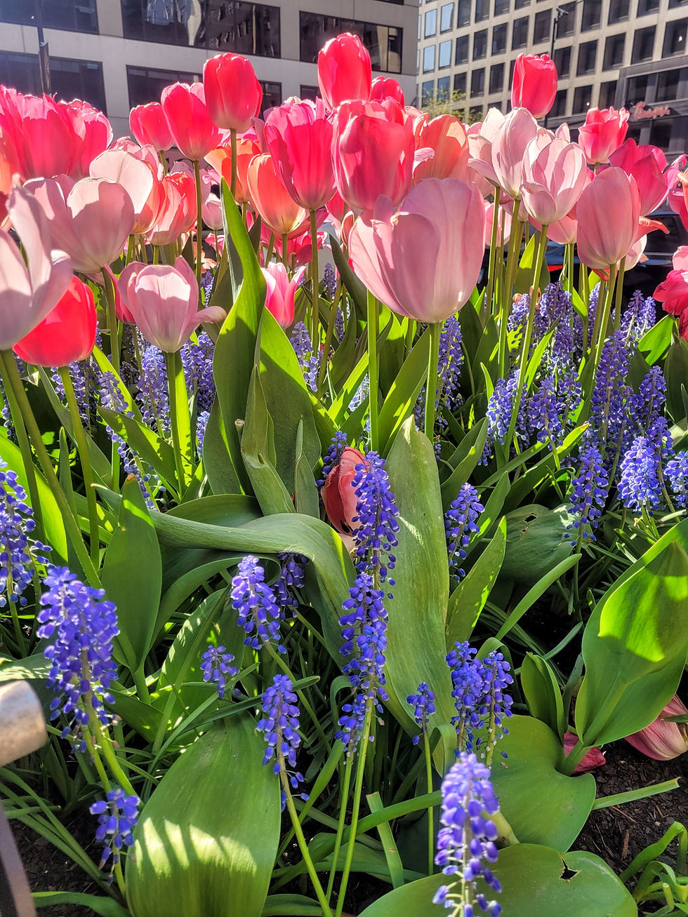 Embrace the Joy of Spring: Tips for a Refreshing Season!