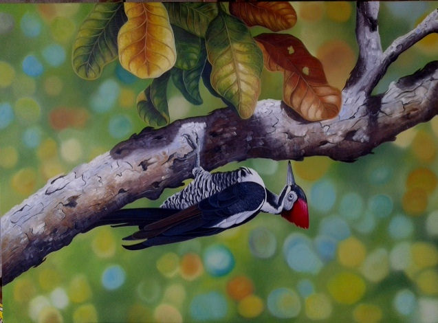 pica-pau-de-topete-vermelho