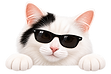 cat peeking in sunglasses.png