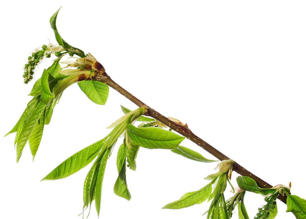 Tea Tree Oil — Organic (Melaleuca alternifolia)
