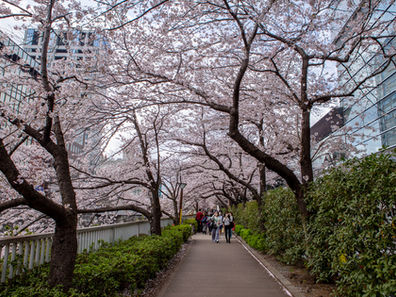 Sakura season without the tourist