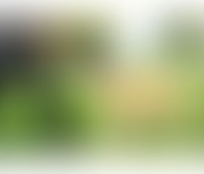 Sustainable Pet Products