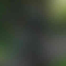 person riding on surron in the forrest