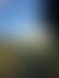 a green field surrounded by trees with surron dirtbike and horses with people in the back