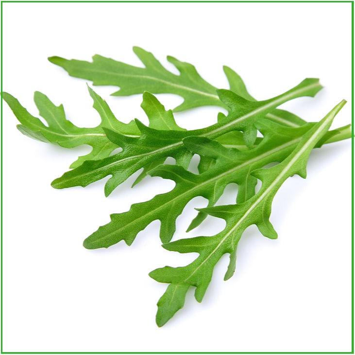 SELVATICA SELEDOR "XT"