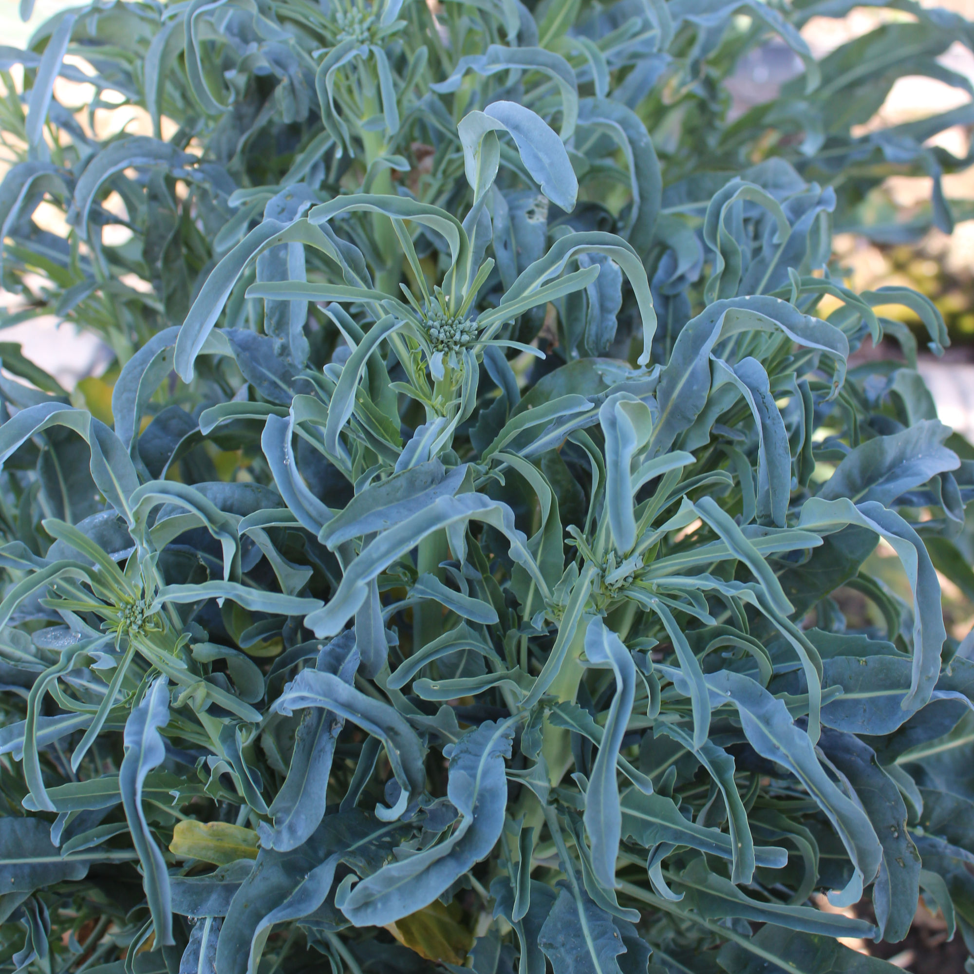 MINESTRA NERA LISCIA (RIFIORENTE)