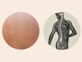 The Nervous System and Skin Health Connection: A Guide