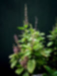 holy basil tulsi herb nervine plant