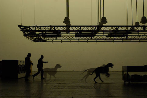 dogs-composited