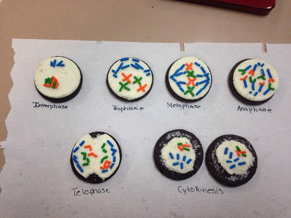 mitosis1