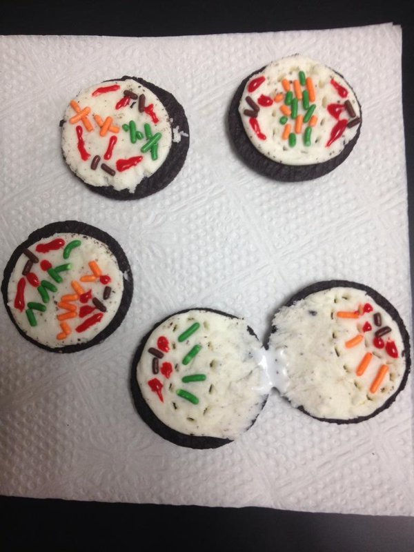 mitosis2