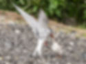 DSC01434.jpg