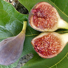 Fig Celeste