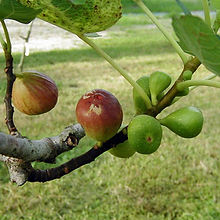 Fig Brown Turkey