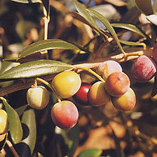 Olive Arbequina