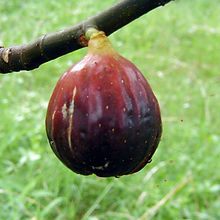 Fig Magnolia