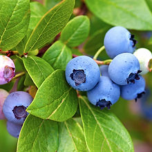 Blueberry