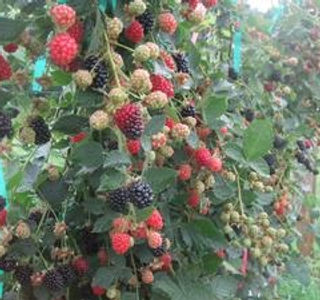 Blackberry