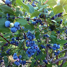 Blueberry Rebel_Agristarts.jpg
