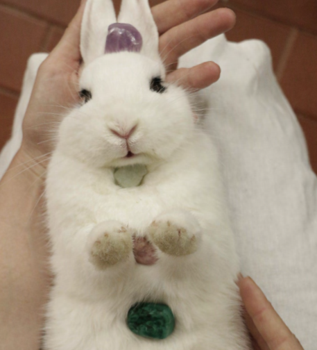Cura com Cristais em Animais e Plantas | CANCELADO