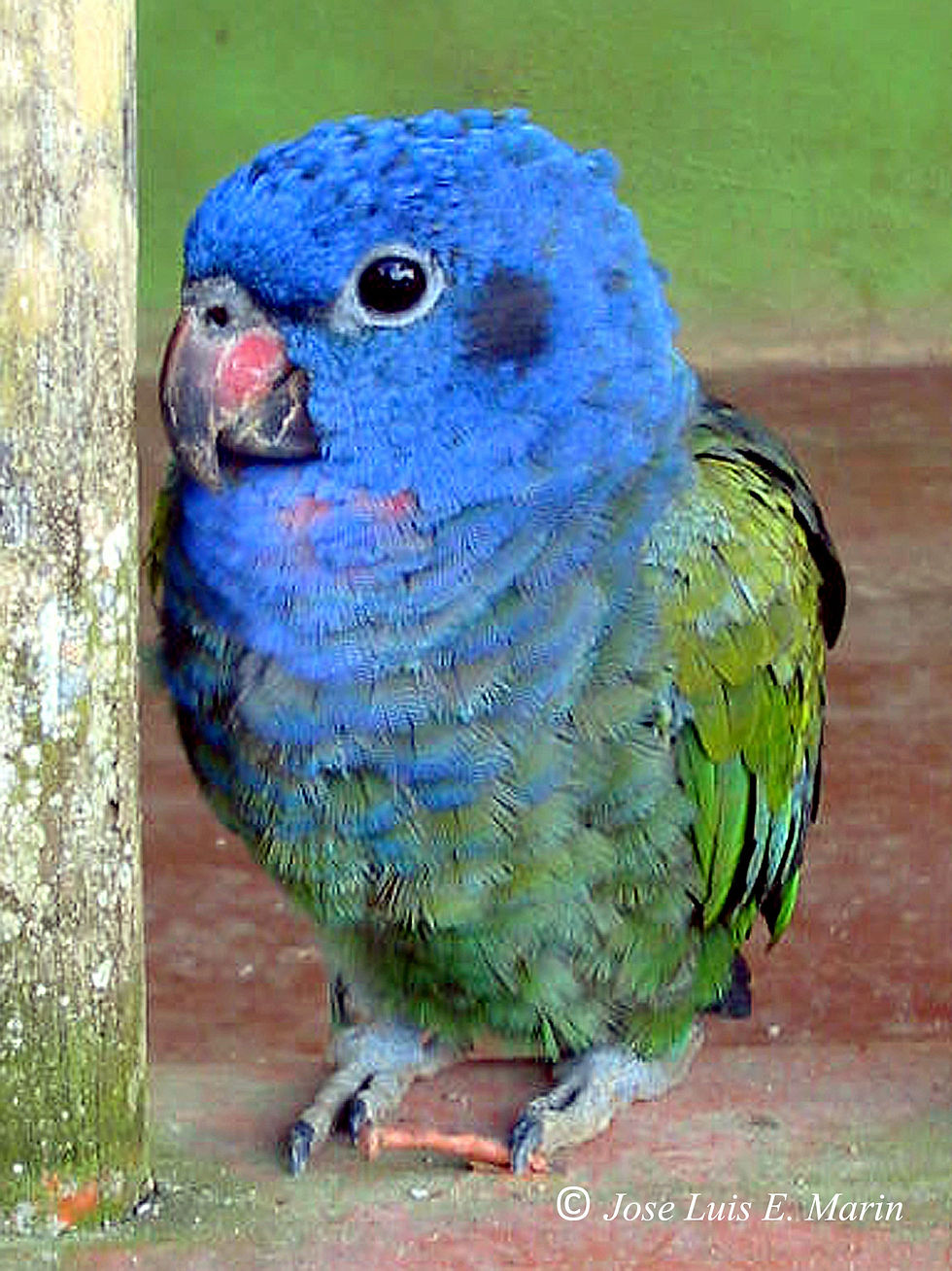 Turismo Mocoa Putumayo Travel Google+ (10)