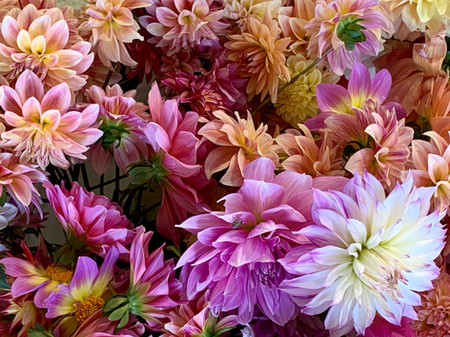 Dalias from Stone Hollow Farmstead