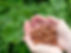 hazelnuts-and-their-foliage.jpg