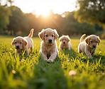 A-group-of-adorable-golden-retriever-puppies-playing-in-a-lush-green-field-under-the-sun.png