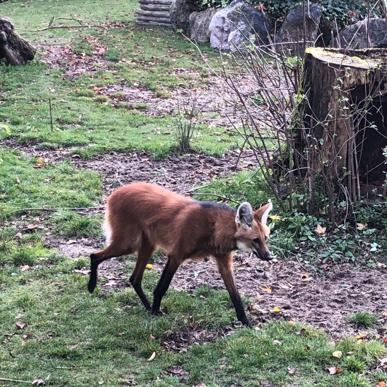 maned wolf lille zoo, animal lille, Maserati road trip